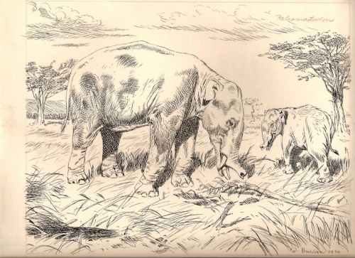 burian-zdenek-paleomastodon.jpg